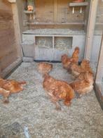 Broedeieren  zijdehoender buff, Dieren en Toebehoren, Pluimvee, Kip