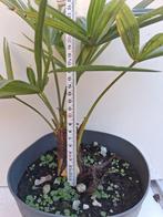 Partij trachycarpus fortunei, Ophalen, Overige soorten, Halfschaduw