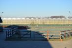 paardenbox / pensionstal / stalling, Dieren en Toebehoren, Stalling en Weidegang, 2 of 3 paarden of pony's, -, Weidegang, -