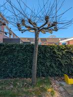 2 plataan bomen, Tuin en Terras, Planten | Bomen, Ophalen, Overige soorten, 250 tot 400 cm