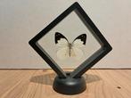 Unieke Opgezette Vlinder in Modern Zweefframe – Perfect Kado, Ophalen