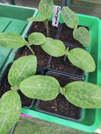 Courgette , moestuinplant, Tuin en Terras, Ophalen, Eenjarig, Groenteplanten, Volle zon