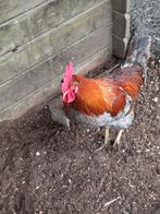 Araucana, Dieren en Toebehoren, Mannelijk, Kip