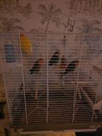 4 Agepornisen, Dieren en Toebehoren, Meerdere dieren, Parkiet