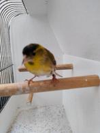 Elzen Sijs man 2025, Mannelijk, Wildzangvogel