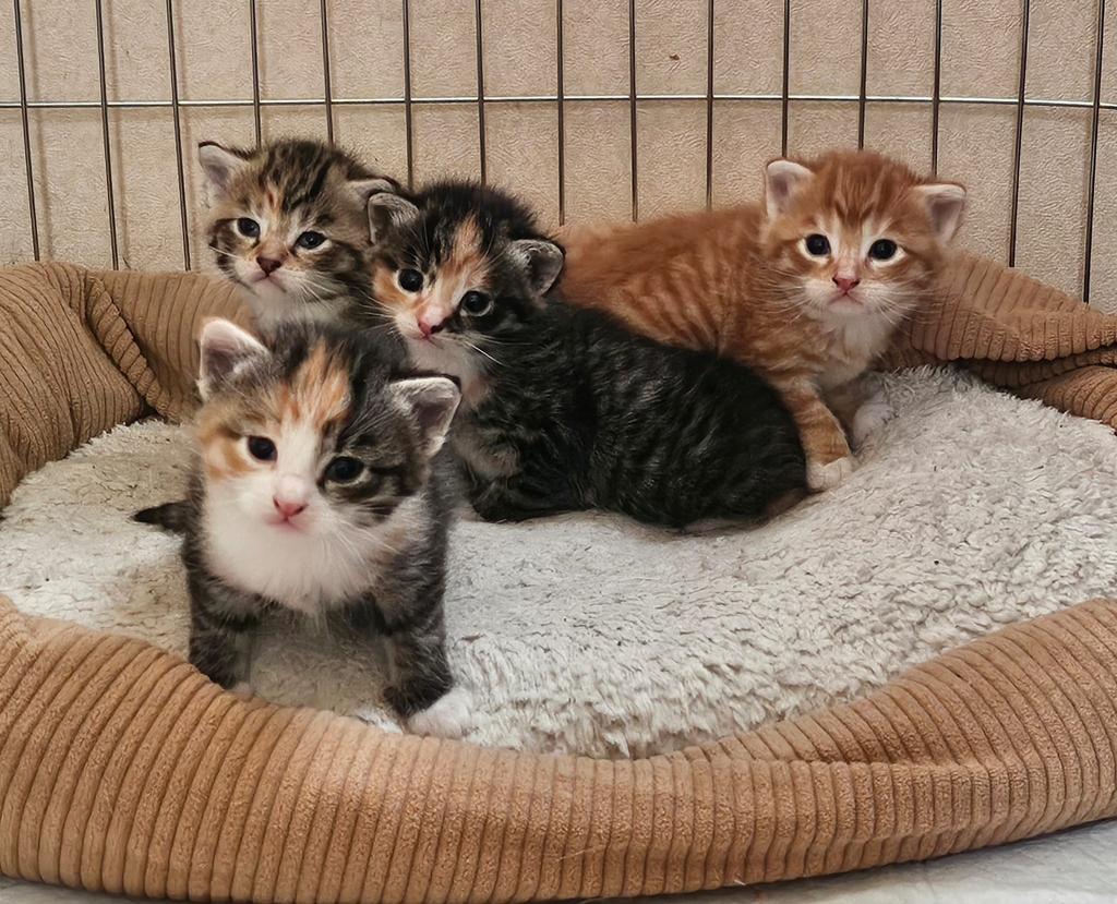 Prachtige gezonde lieve kittens. GERESERVEERD, Meerdere dieren, Ontwormd