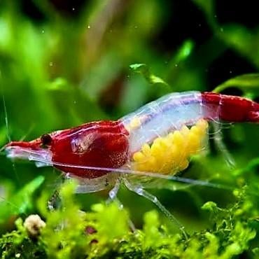 Red Rili, Dieren en Toebehoren, Kreeft, Krab of Garnaal