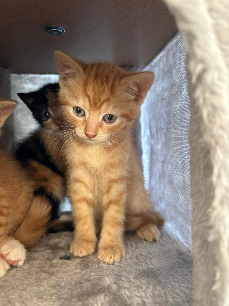 Mooi rode kitten ( kater), Dieren en Toebehoren, Katten en Kittens | Overige Katten, Kater