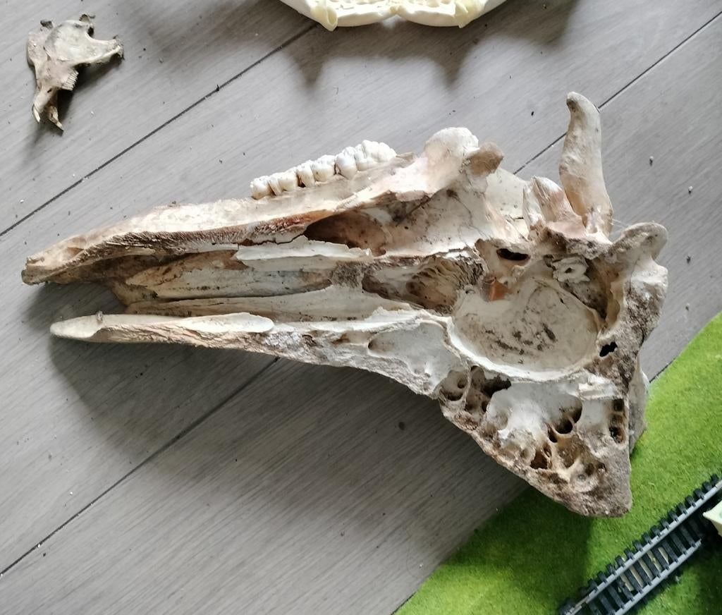 Schedel, Ophalen of Verzenden, Gebruikt, Wild dier, Schedel