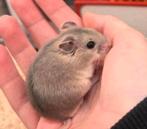 Jonge chinese dwerghamsters ( vrouw) geen groothandel, Hamster, Vrouwelijk, Januari, Tam