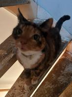 Katten, Dieren en Toebehoren, Ophalen