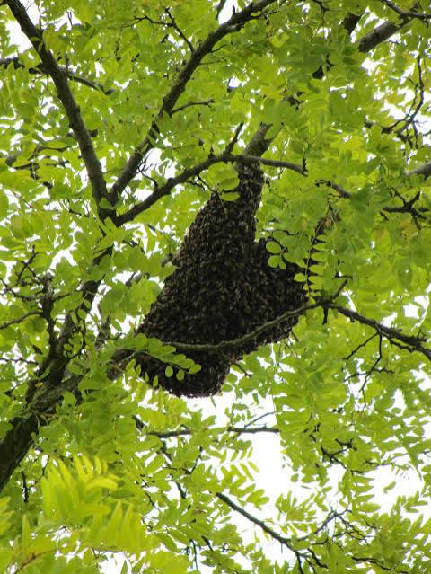 Bijenzwerm gezien ? Ervaren imker haalt deze op. GRATIS !, Bijen