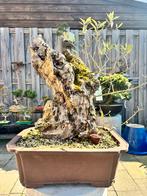 Olijf Bonsai olea europaea, Tuin en Terras, Bloeit niet, Olijfboom, Minder dan 100 cm, Ophalen