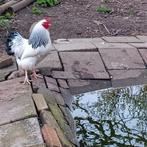 Wyandotte Columbia wit kriel haantje, Dieren en Toebehoren, Pluimvee, Mannelijk, Kip