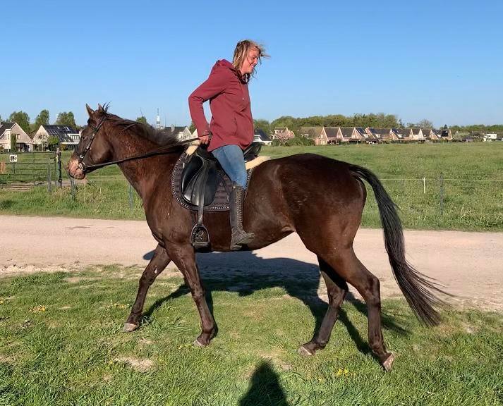 10000% bomproof Appaloosa merrie!! Voor iedereen!!, Dieren en Toebehoren, Pony's, B, 3 tot 6 jaar, Recreatiepony, Merrie
