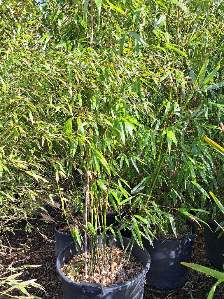 Bamboe planten te koop, Ophalen, Bloeit niet, Overige soorten, Halfschaduw