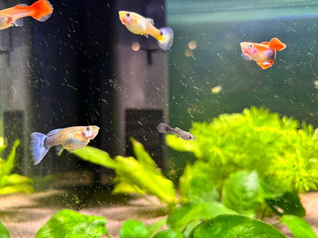 Jonge guppen, Dieren en Toebehoren, Vissen | Aquariumvissen, Vis, Zoetwatervis, Schoolvis