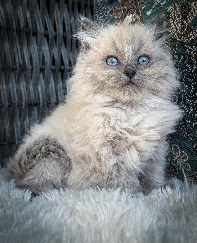 Zeer knap blue mink Ragdoll katertje, Dieren en Toebehoren, Katten en Kittens | Raskatten | Langhaar, Meerdere dieren, Gechipt
