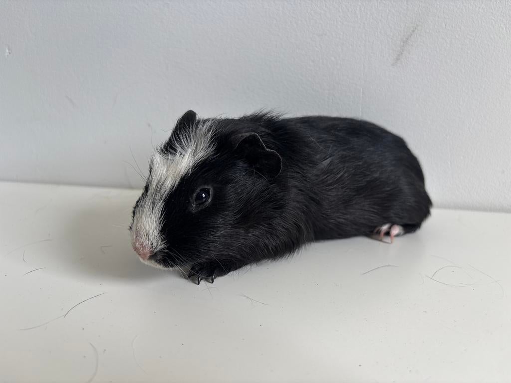 5 cavia beertjes (6-8 week), Januari, Mannelijk, Cavia