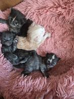 Maine coon kittens(geen stamboom), Meerdere dieren, Gechipt, 0 tot 2 jaar