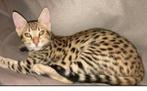 Mooie Savannah poes f6 met stamboom, 4 jaar jong