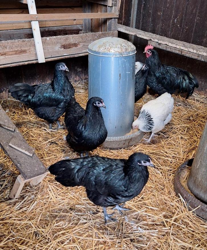 Australorp 4 kippen en een haan, Dieren en Toebehoren, Pluimvee, Kip, Meerdere dieren