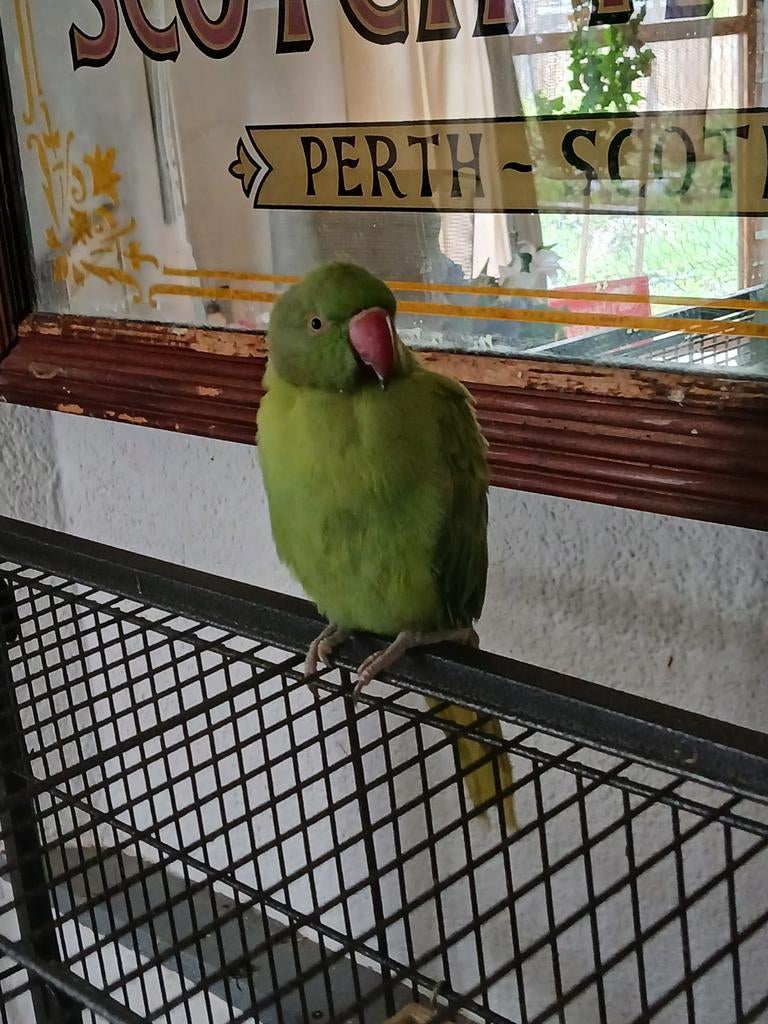 Halsbandparkiet 100 euro, Dieren en Toebehoren, Vogels | Parkieten en Papegaaien, Vrouwelijk, Parkiet, Tam