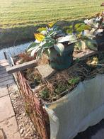 Helleborus (kerstroos), Tuin en Terras, Planten | Tuinplanten, Vaste plant, Halfschaduw, Winter, Ophalen