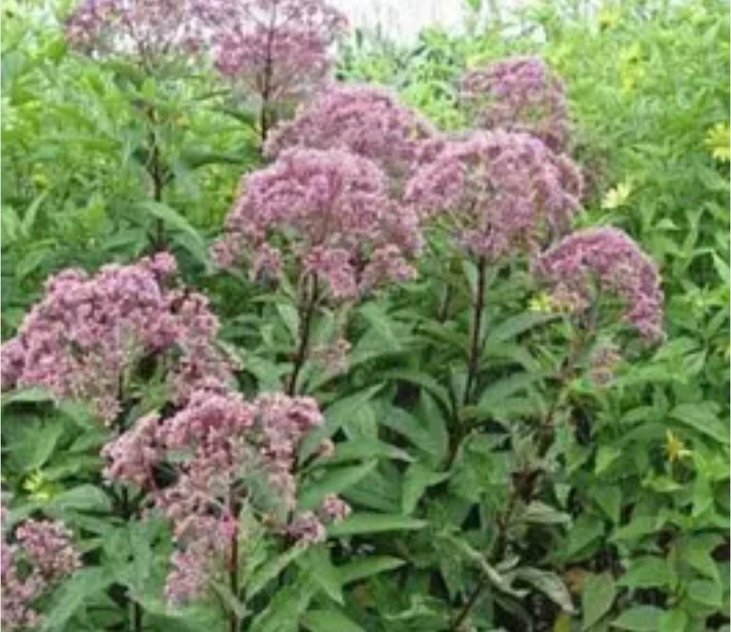 Mooie pollen Eupatorium /Leverkruid, Ophalen, Siergrassen, Volle zon