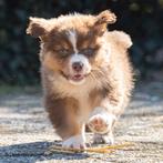 Zeer goed gesocialiseerde Australische Herder pups, Parvo, 8 tot 15 weken, Meerdere, Meerdere dieren