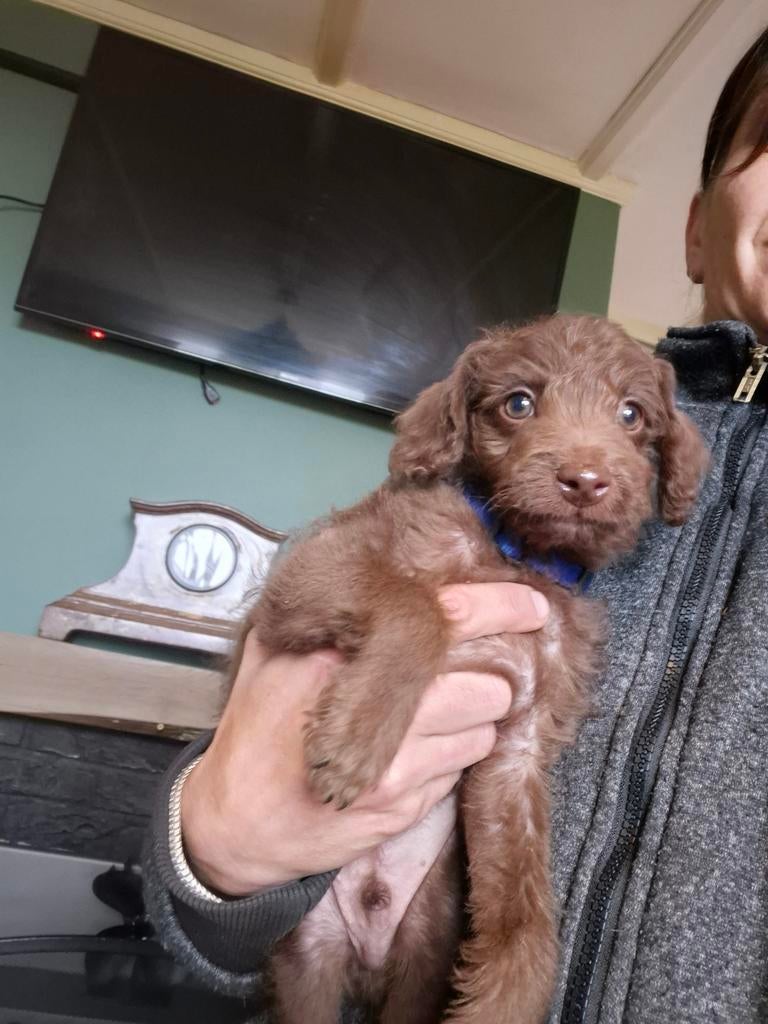 Te koop kruising Toypoedel puppy's., Dieren en Toebehoren, Parvo, 8 tot 15 weken, Meerdere, Nederland