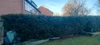Mooie Taxushaag GRATIS, Ophalen, Taxus, Haag, 100 tot 250 cm