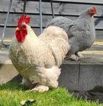 2 mooie parelgrijs koekoek haantjes van juni 2025, Mannelijk, Kip