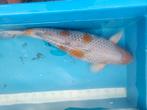 Ochiba, Dieren en Toebehoren, Vissen | Vijvervissen, Karper of Koi