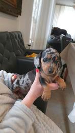 Mooie Kortharige teckel pups (Tekkel), Parvo, Standaard, 8 tot 15 weken, Korthaar