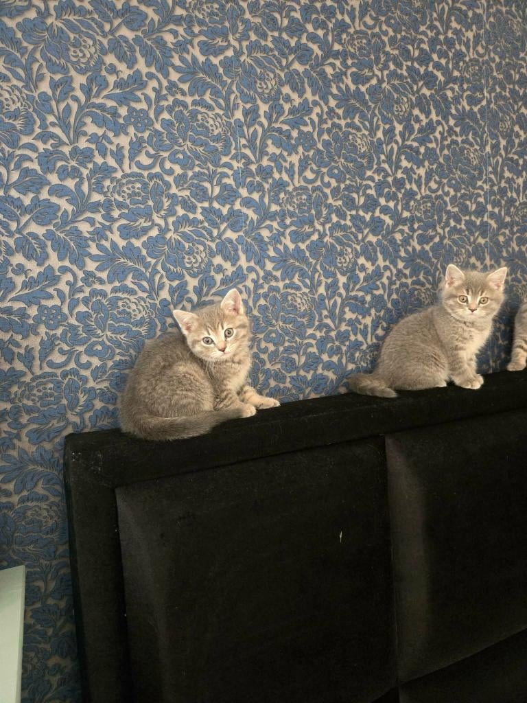 vrienden, Dieren en Toebehoren, Katten en Kittens | Raskatten | Korthaar, Poes, 0 tot 2 jaar