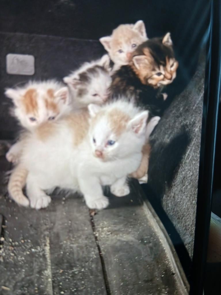 Kittens, Dieren en Toebehoren, Meerdere dieren