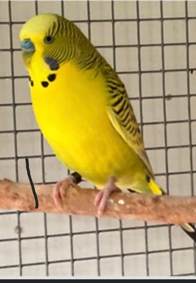 Gezocht: Texas clearbody  mannen zoals de foto, Dieren en Toebehoren, Vogels | Parkieten en Papegaaien, Mannelijk, Parkiet