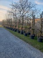 Oude perenbomen Conference, 25 jaar, in pot, Ophalen of Verzenden, In pot