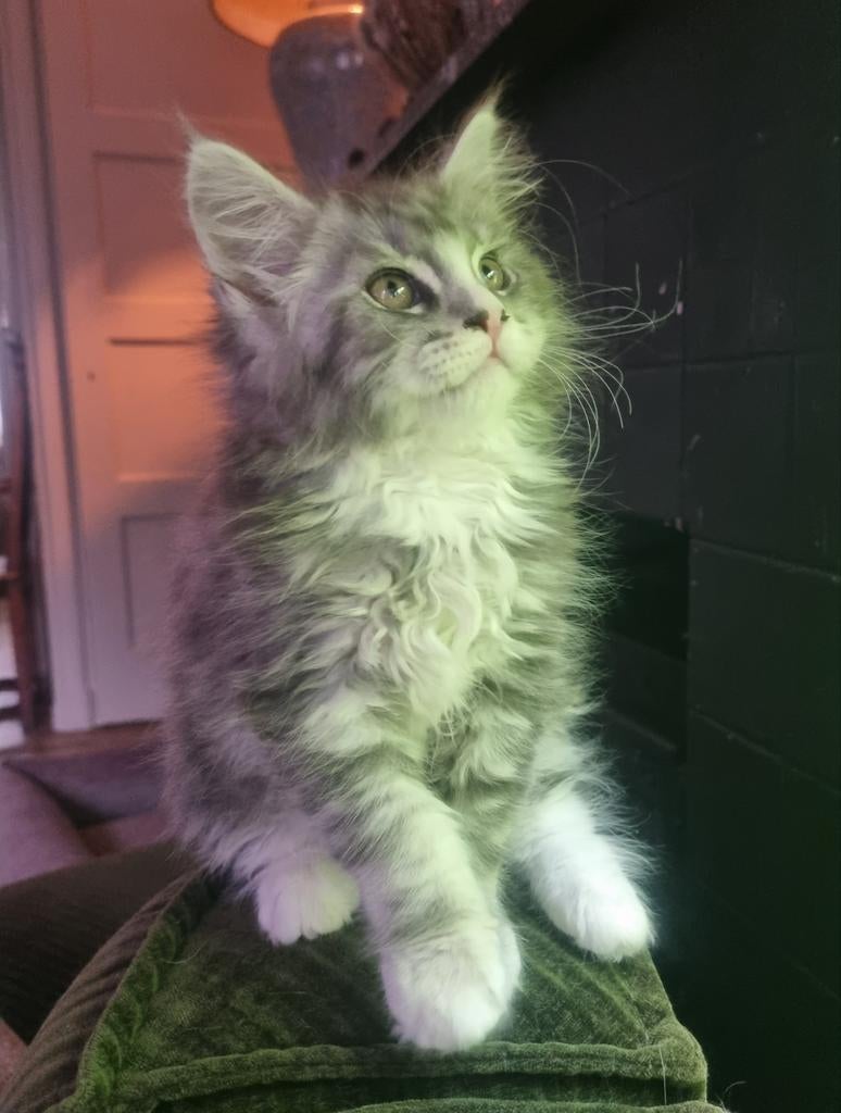 Schitterende kittens stamboom Maine Coon  poesjes, Poes, Met stamboom, 0 tot 2 jaar