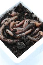 dauwpieren, maden, casters, wormen etc evt per post, Ophalen of Verzenden, Nieuw, Overige typen