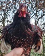Prachtige raszuivere Wyandotte porselein haan!, Mannelijk, Kip