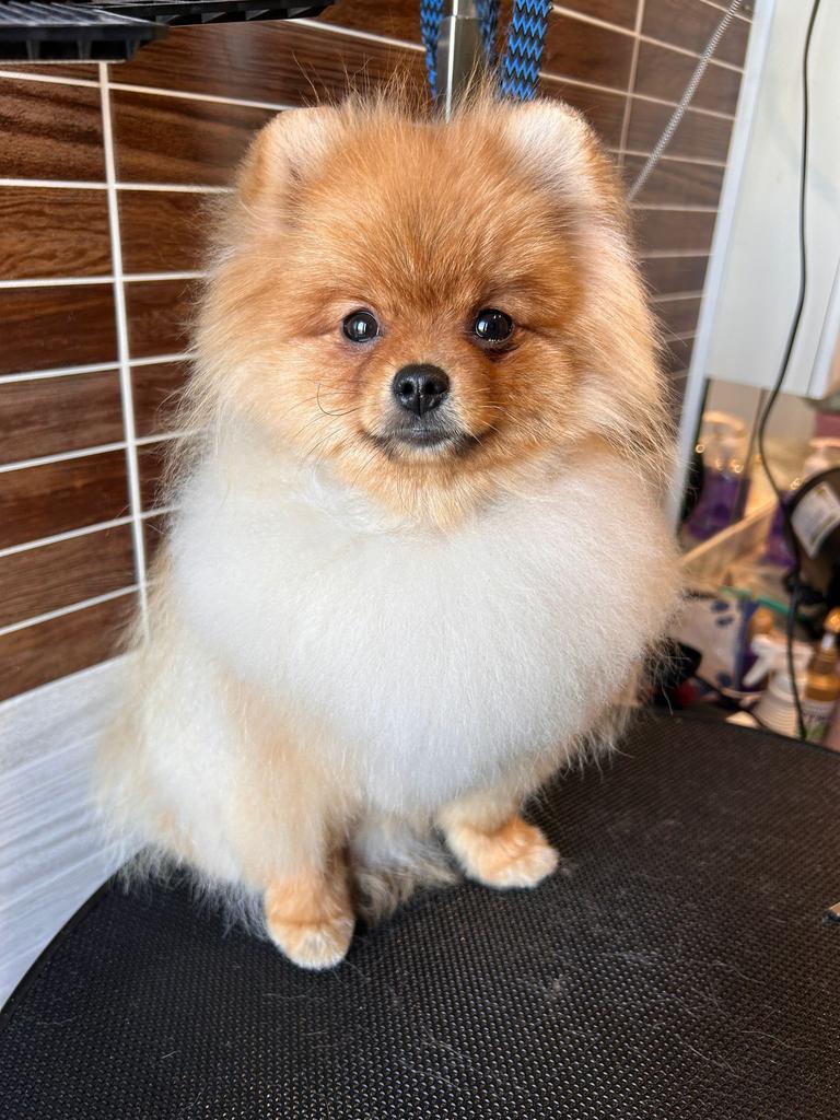 Pommeren, Dieren en Toebehoren, Honden | Poolhonden, Keeshonden en Oertypen, België, Particulier, Keeshond, 15 weken tot 1 jaar