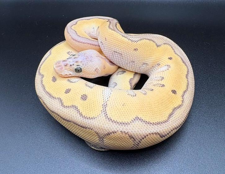 0.1 Super Pastel Jungle Woma Clown ball python regius Ball Python - male for sale from Kevin