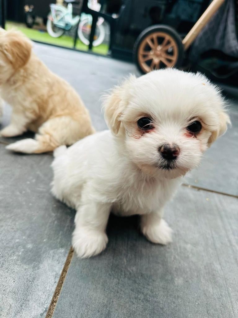 Schattige mini toy Bichon Maltezer, 8 tot 15 weken, Teef, Meerdere, Nederland