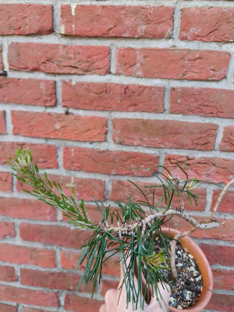 Zwarte Den Pre Bonsai Black Pine, Ophalen of Verzenden, Minder dan 100 cm, Overige soorten, Zomer