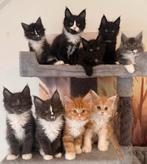 Prachtige maine coon kittens nog 1 poesje en 1 katertje, Meerdere dieren, Gechipt, 0 tot 2 jaar
