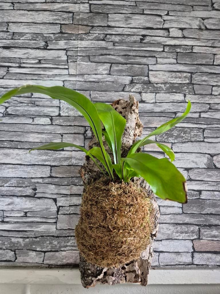 Nestvaren op kurk, Overige soorten, Minder dan 100 cm, Groene kamerplant, Halfschaduw