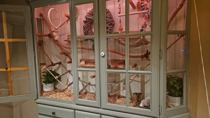 Volière binnen vogelkast vogelkooi parkiet papegaai, Dieren en Toebehoren, Vogels | Parkieten en Papegaaien, Parkiet, Meerdere dieren