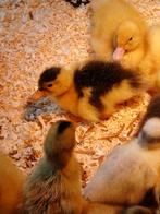 Eenden kuikens kuikentjes, Dieren en Toebehoren, Pluimvee, Geslacht onbekend, Eend